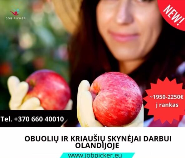Obuolių ir kriaušių skynėjai